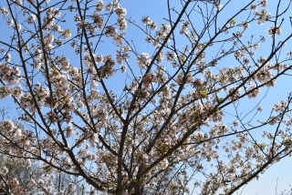 Blossoms